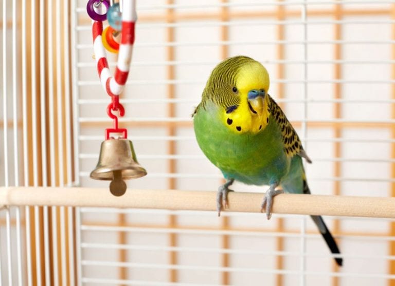 Budgie in Bird Cage