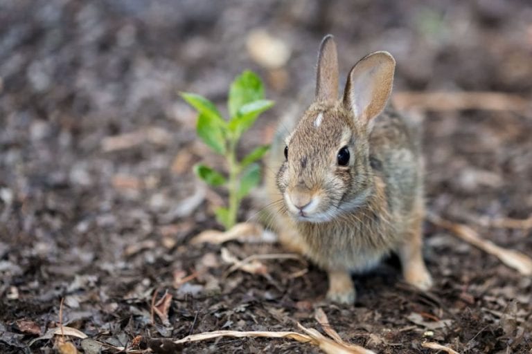 Baby Rabbit Outside