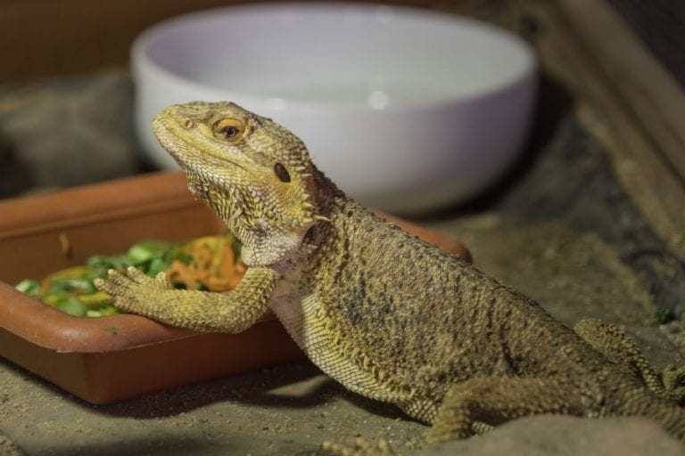 Bearded Dragon Eating