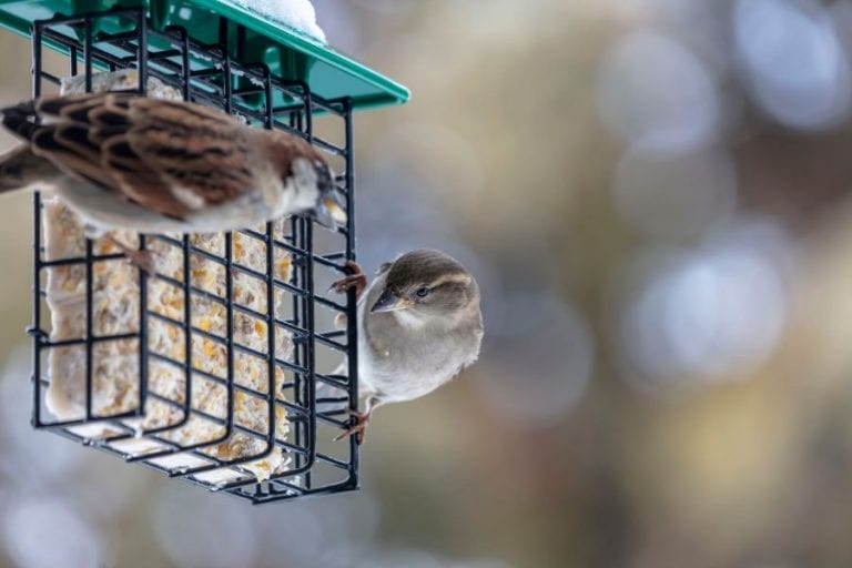 Birds Eating