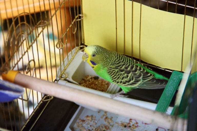 Budgie in Cage
