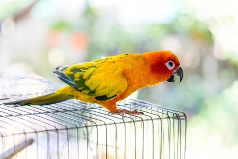 Concure on Cage