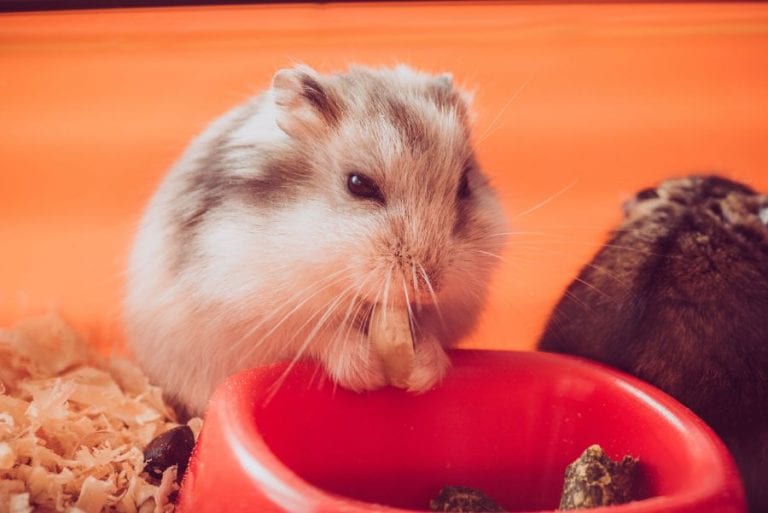 Hamster Eating