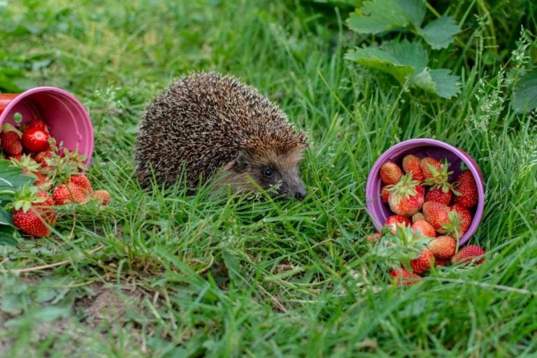 Can Hedgehogs Eat Dog Food? (Why it May Not Be Ideal) Fur, Wings