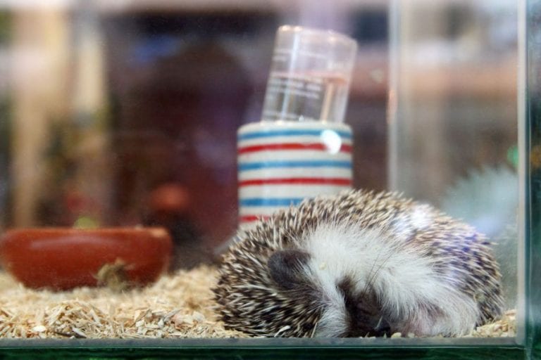 Hedgehog in Cage