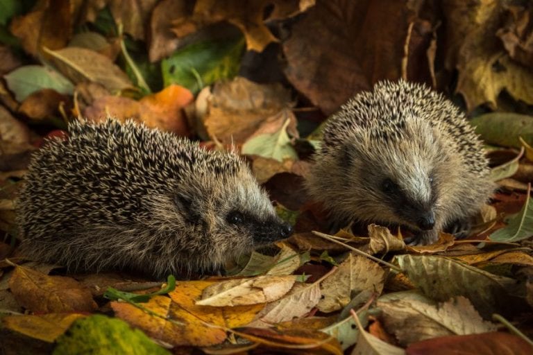 Hedgehogs