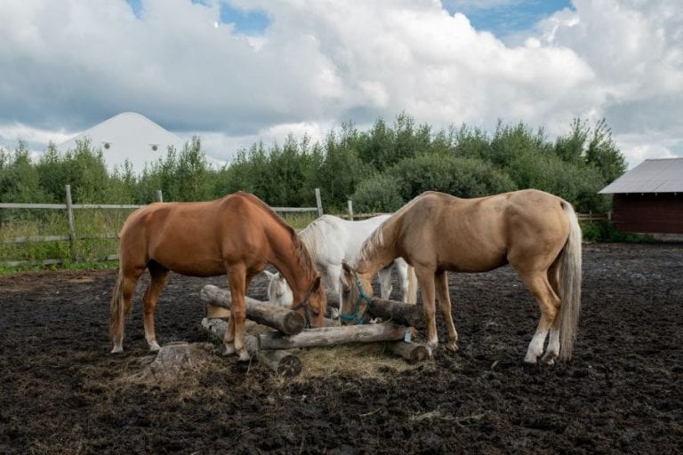 Horses Eating