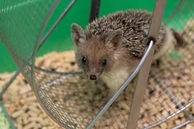 Hedgehog in Running Wheel