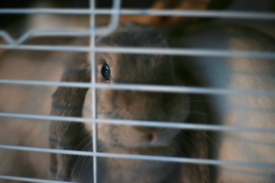 Rabbit Looking Out of its Cage at Night