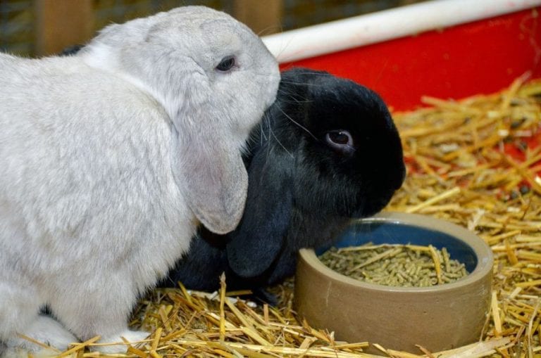 Rabbits Eating