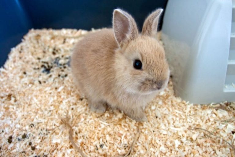 Simple Tips to Keep Your Rabbit's Cage From Smelling Fur, Wings