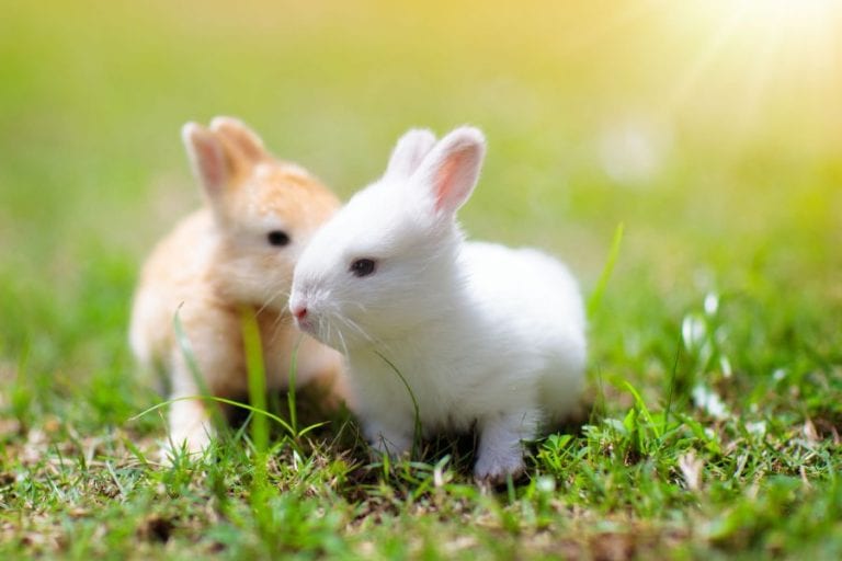 Young Pet Rabbits
