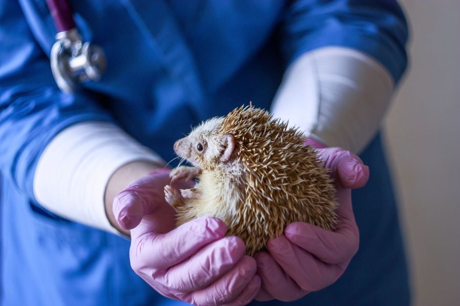 A Veterinarian Examining a Hedgehog