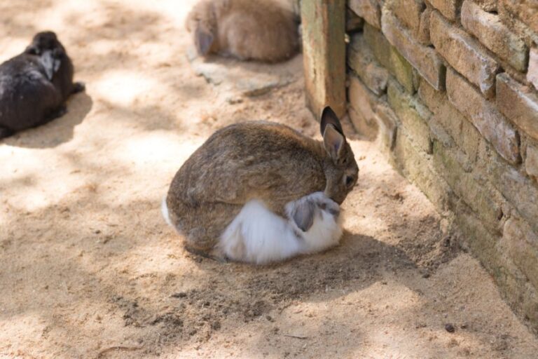 5 Reasons Why Female Rabbits Hump - Fur, Wings, & Scaly Things