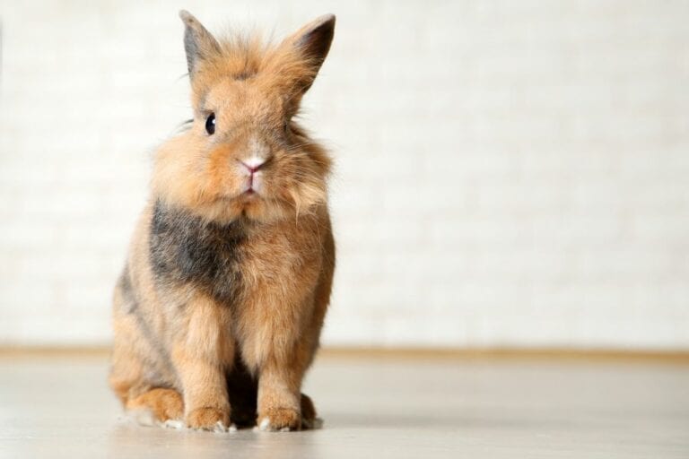Why Do Rabbits Do Zoomies? Fur, Wings, & Scaly Things