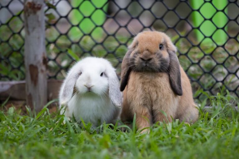 Brown and White Rabbits Sitting in Front of Fence in Grass