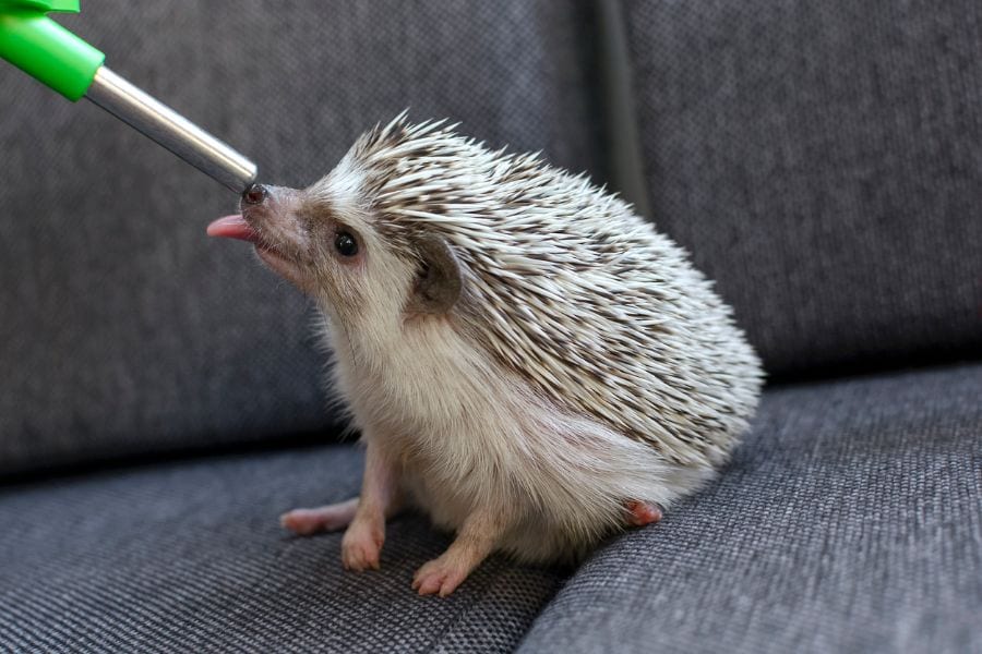 Hedgehog Drinking Water From Bottle