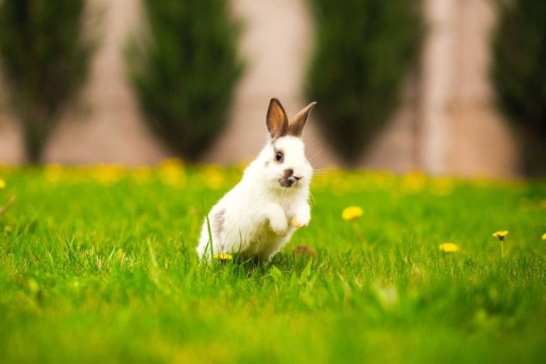 Rabbit Hopping in the Grass