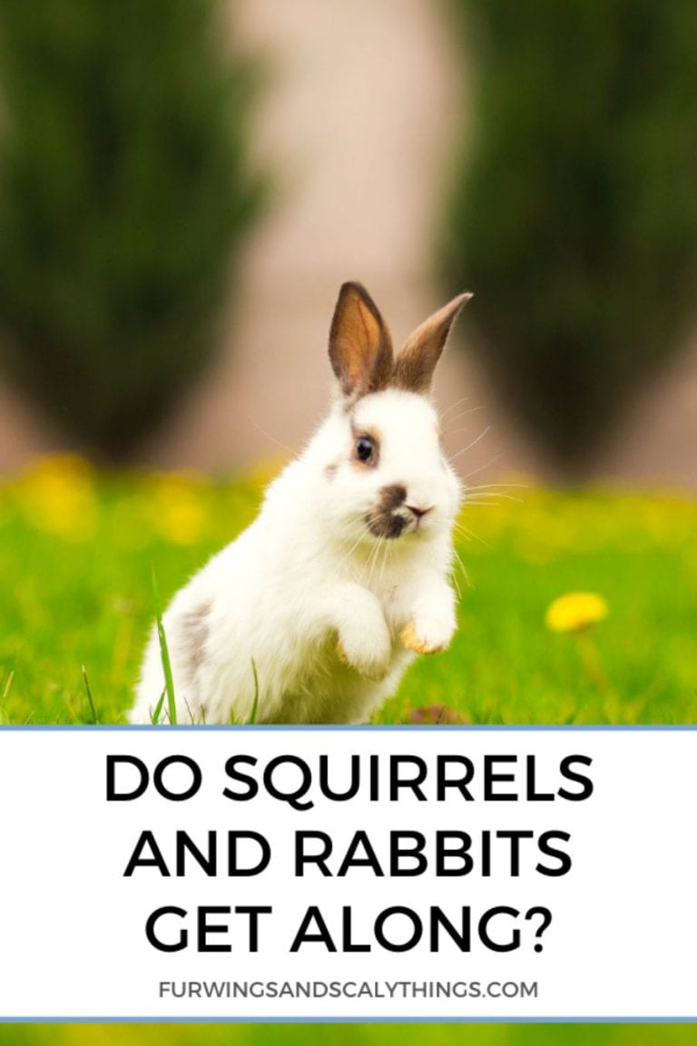 Do Squirrels and Rabbits Get Along? - Fur, Wings, & Scaly Things