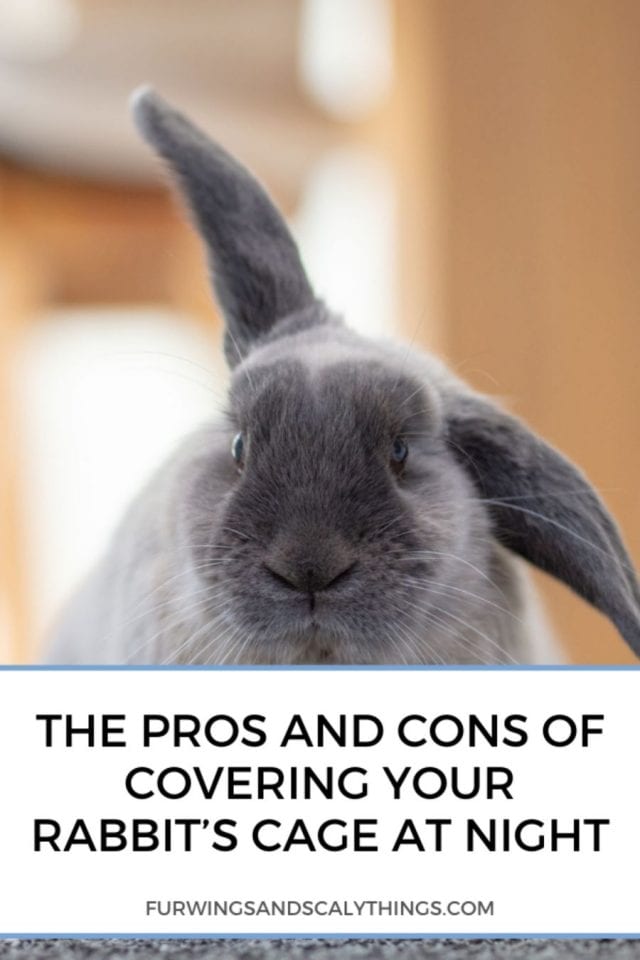 Should I Cover My Rabbit’s Cage at Night? (Pros and Cons to Consider