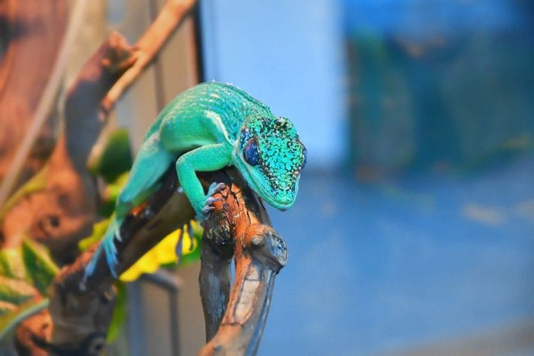 Anole in Terrarium
