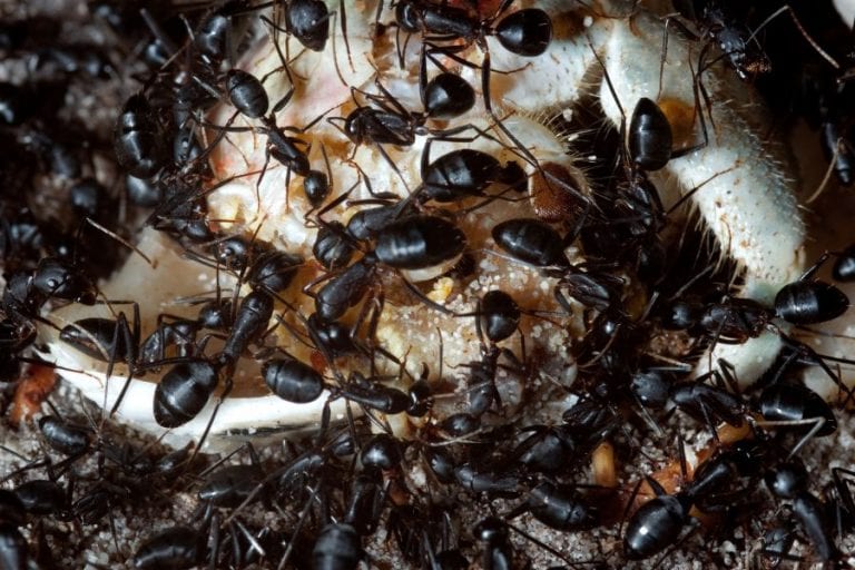 Ants Eating Dead Hermit Crab