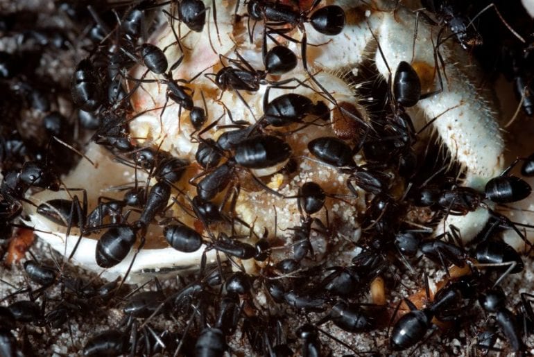 Can Ants Kill Hermit Crabs? (Tips to Protect Them) Ants Eating Dead Hermit Crab