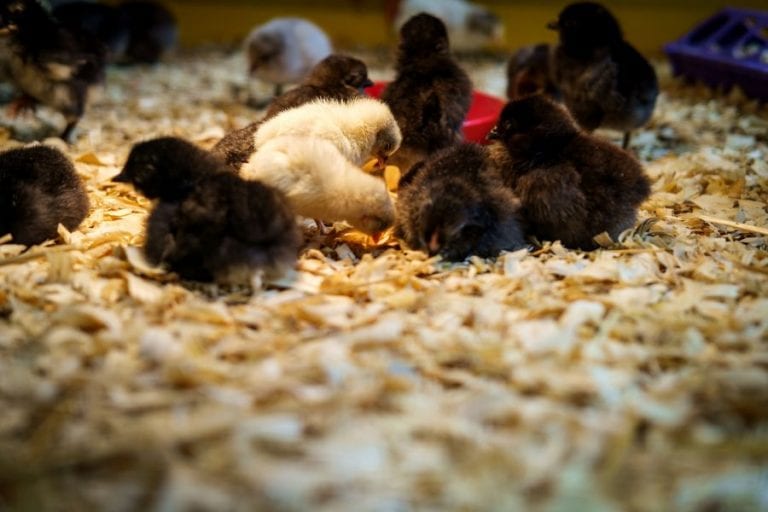 Baby Ducks and Chickens