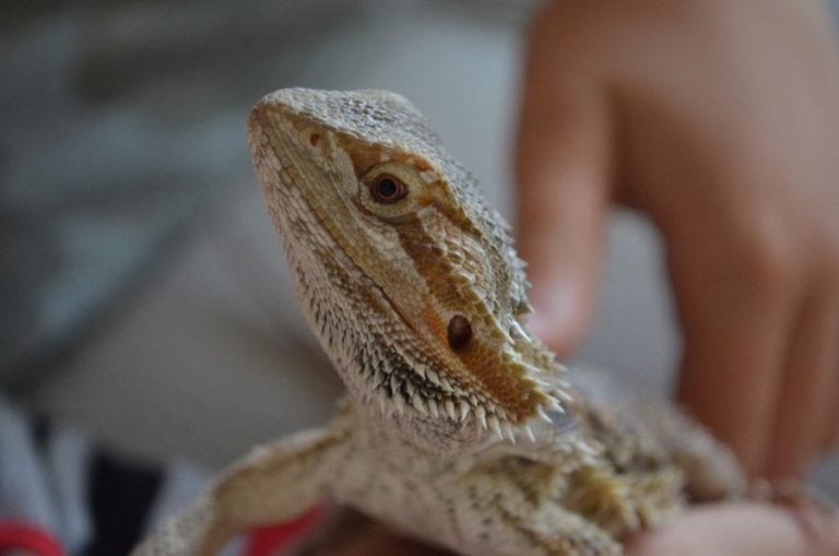 Bearded Dragon