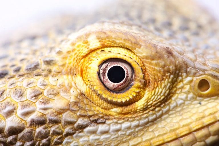 Bearded Dragon Close Up
