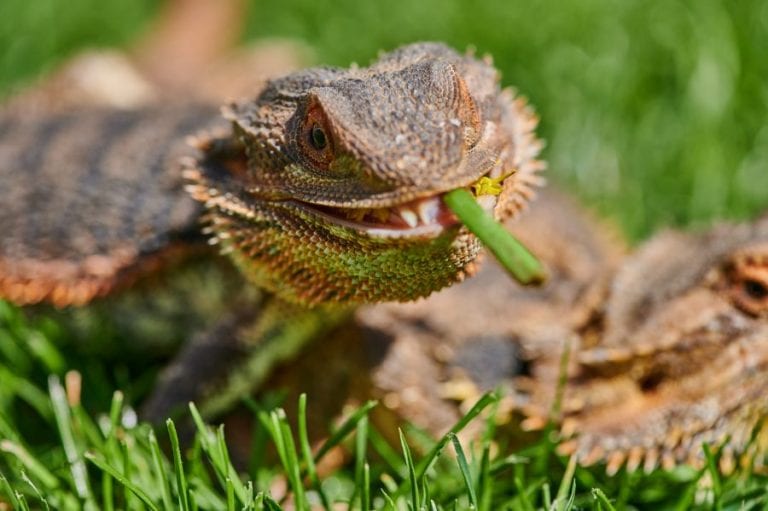 Bearded Dragon Eating
