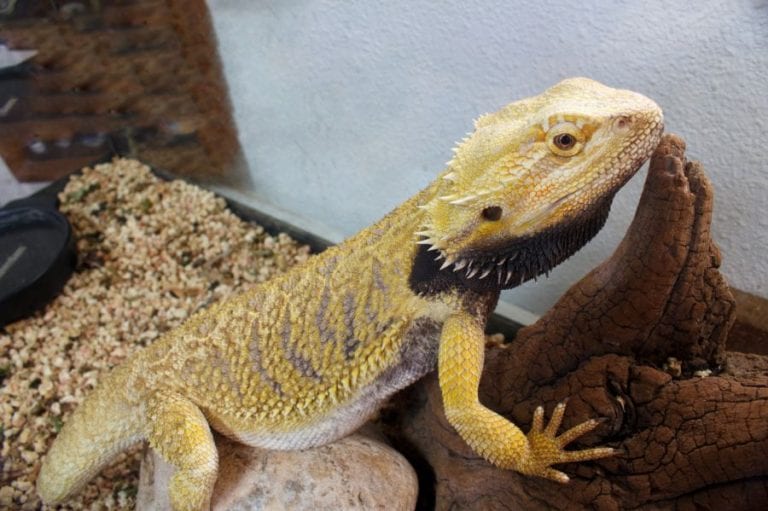 Bearded Dragon Terrarium
