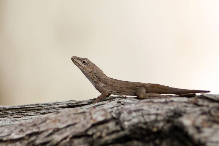 Brown Anole