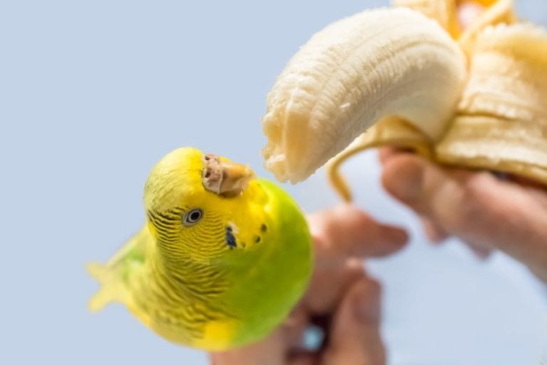 Budgie Eating a Banana