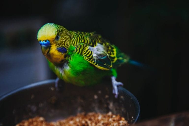 Budgie Not Eating