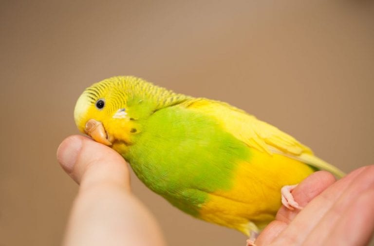 Budgie in Hand
