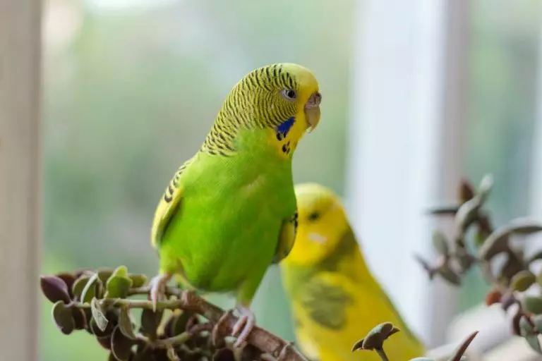 Budgie in House