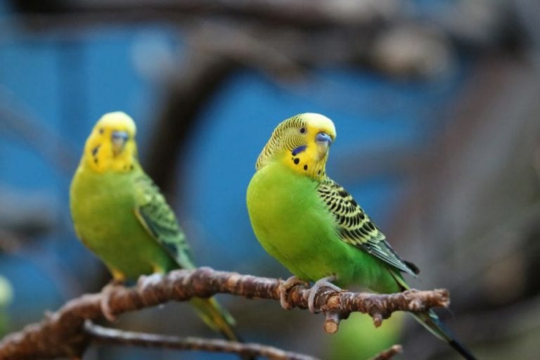Budgies