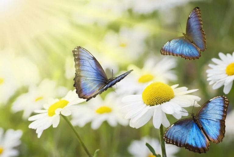 Butterflies on Flowers