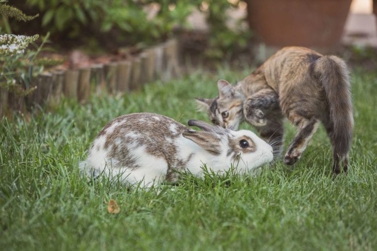 Cat and Rabbit
