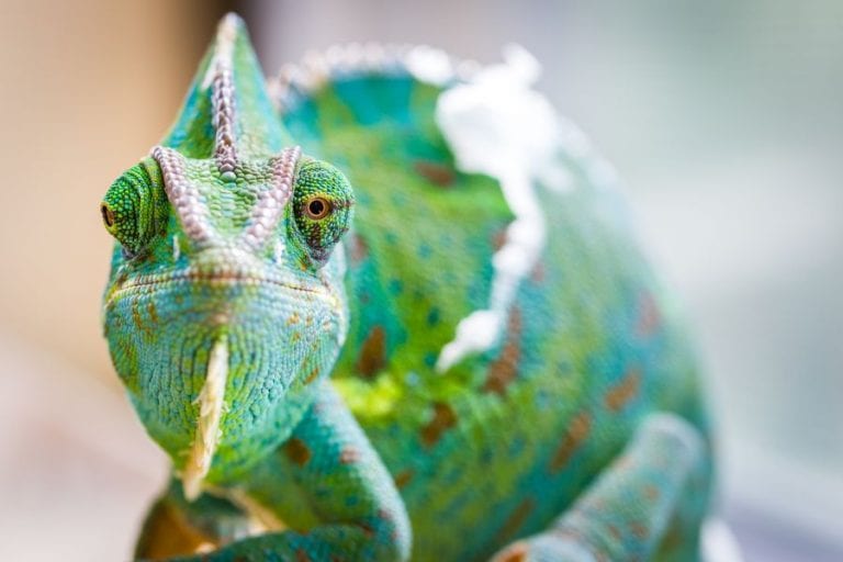 Chameleon