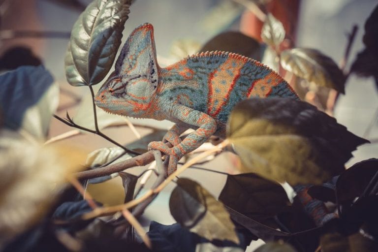 Chameleon
