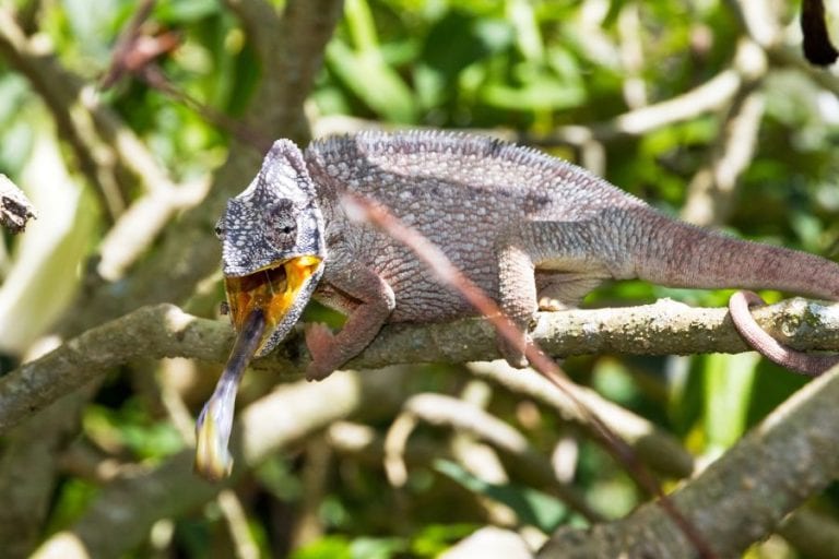 Chameleon Eating