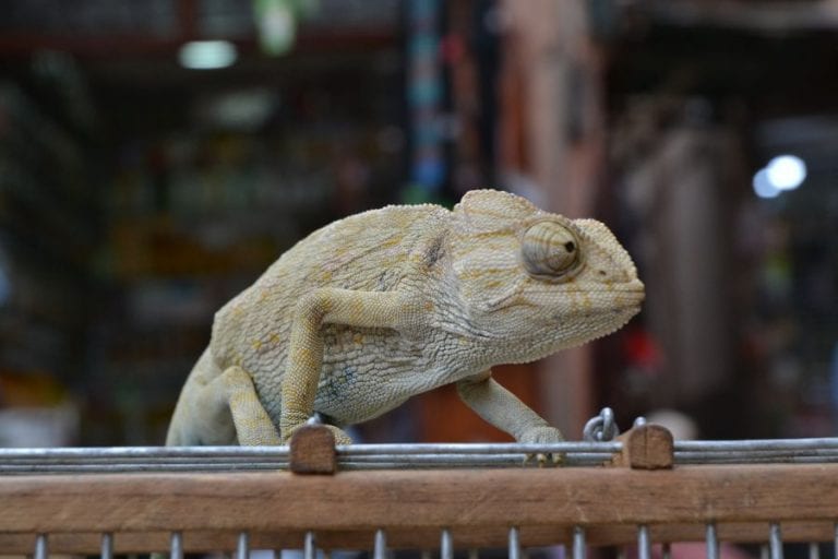 Chameleon on Top of Cage