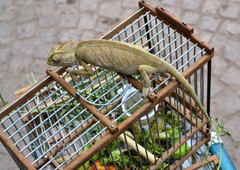 Chameleon on Top of Cage
