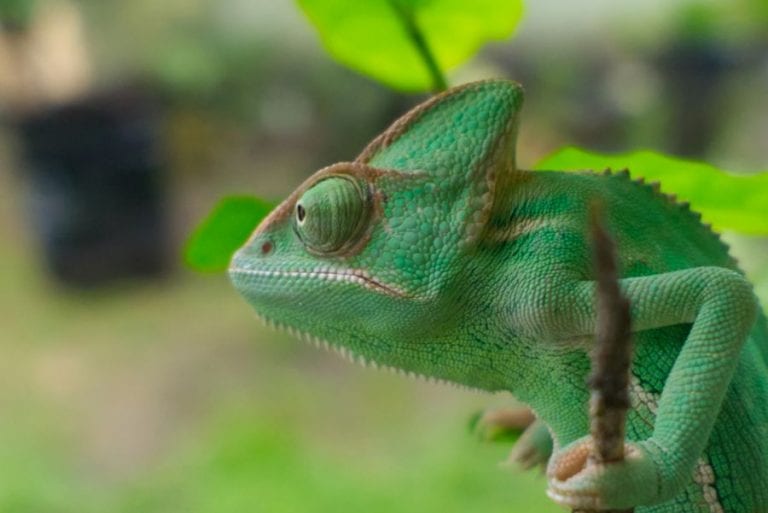 Chameleon on Tree Stem