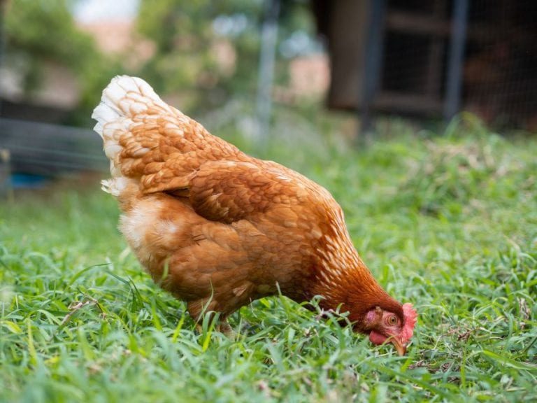 Chicken Eating