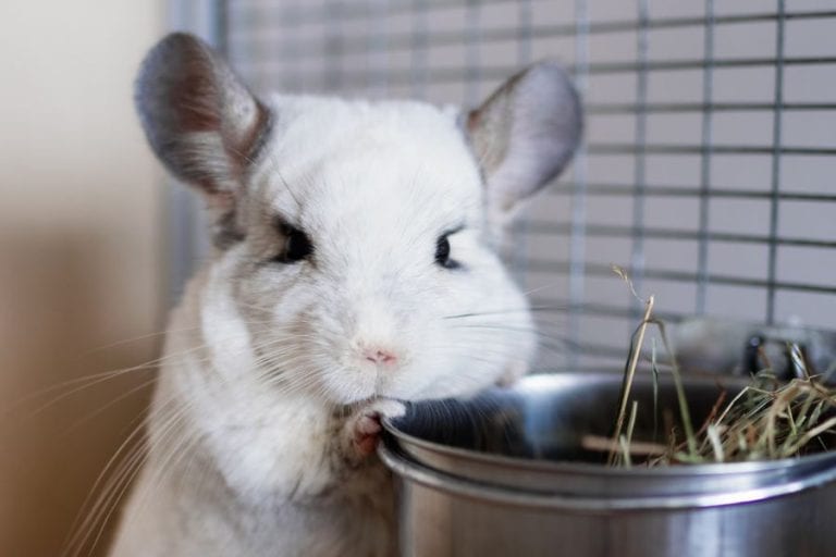 Chinchilla Eating