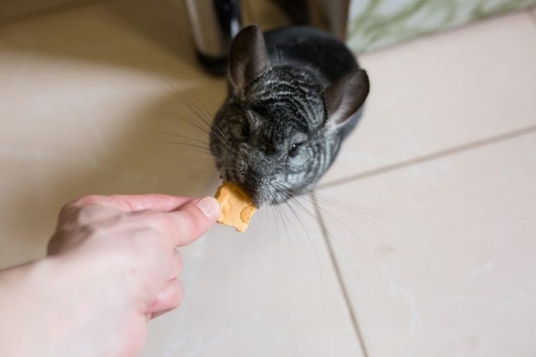 Feeding a Chinchilla