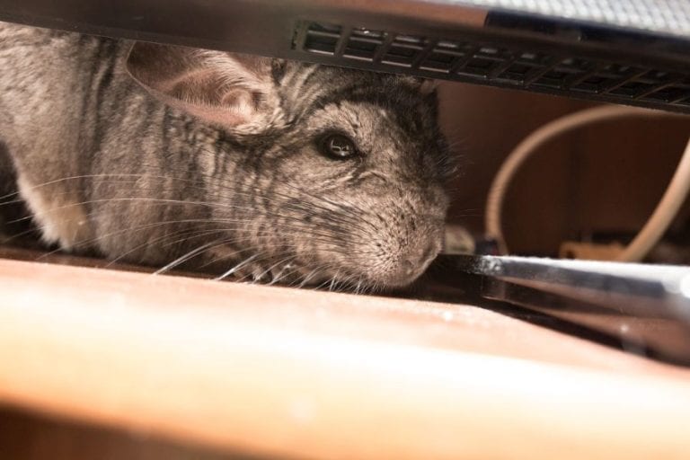 Chinchilla Hiding